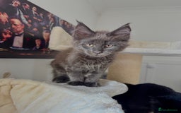 Maine Coon cats for sale: Mainecoon kittens Reduced! - Image 6