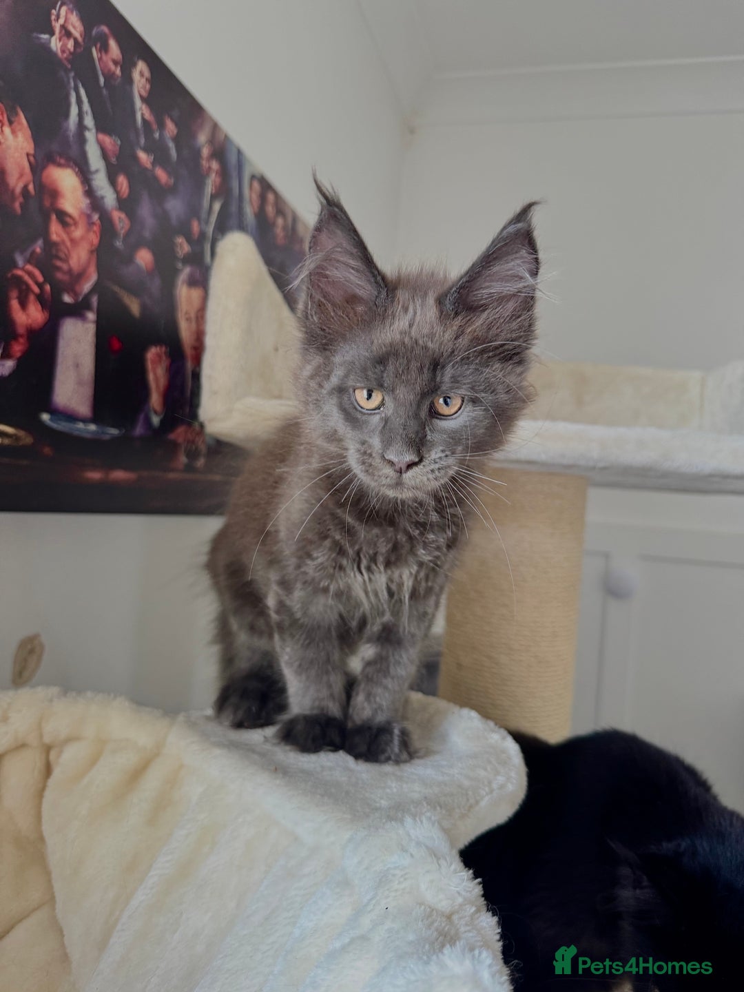 Maine Coon cats for sale: Mainecoon kittens Reduced! - Image 6