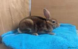 Rex rabbits for sale: Cinnamon mini Rex  - Image 1