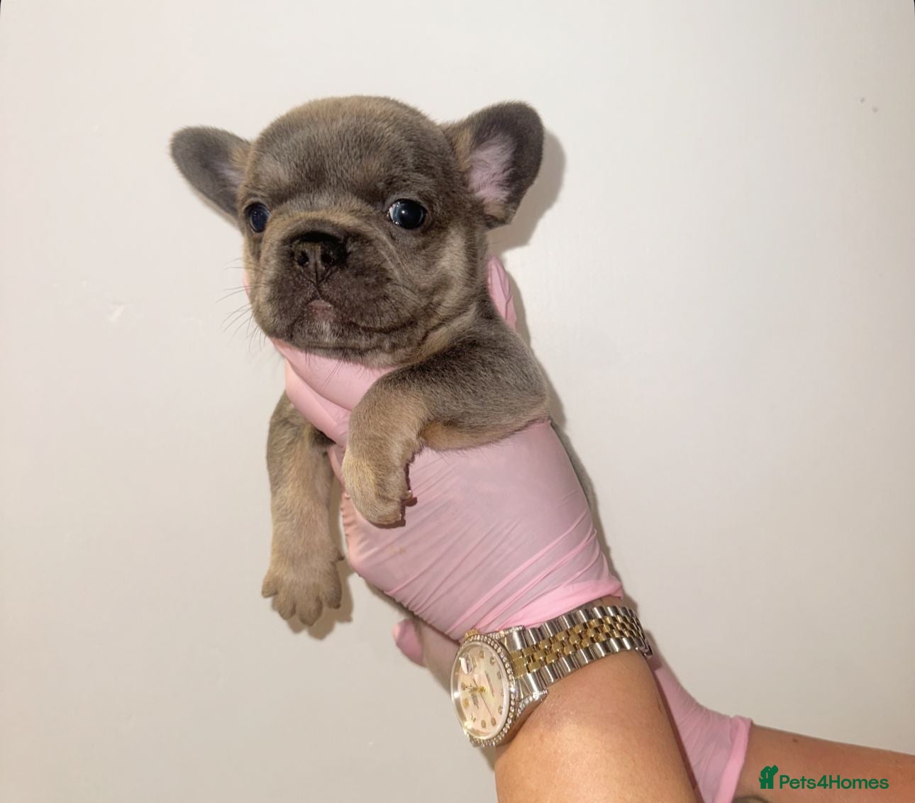 French Bulldog dogs Stunning Quality French Bulldog Puppies  - Advert 5