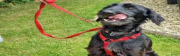 Mixed Breed dogs for adoption: 🐾❤️ HELGA FOR ADOPTION IN CORNWALL OR DEVON ❤️🐾 - Advert 14
