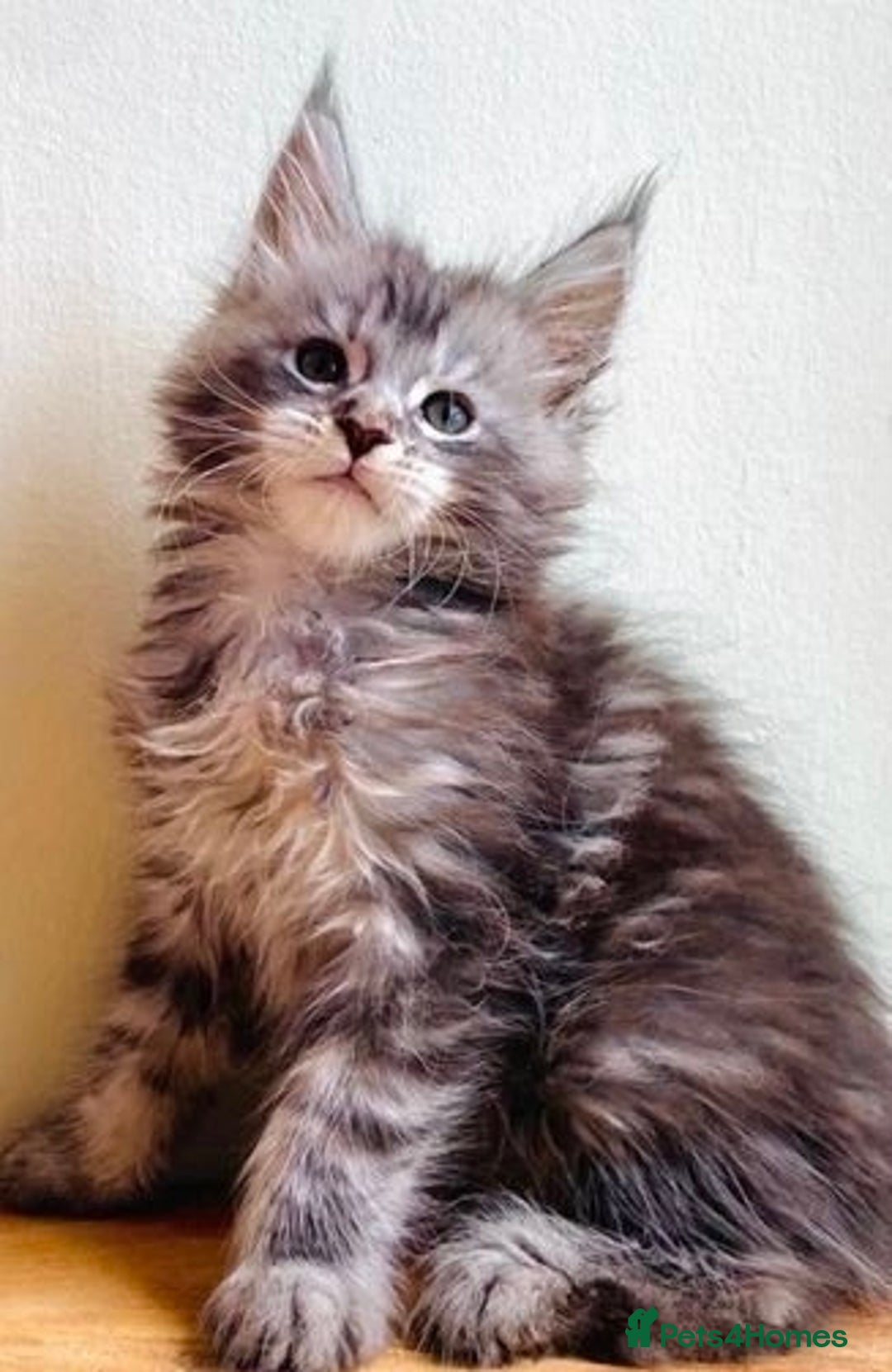 Maine Coon cats for sale: Xl Stunning Maine coon kittens  - Image 11