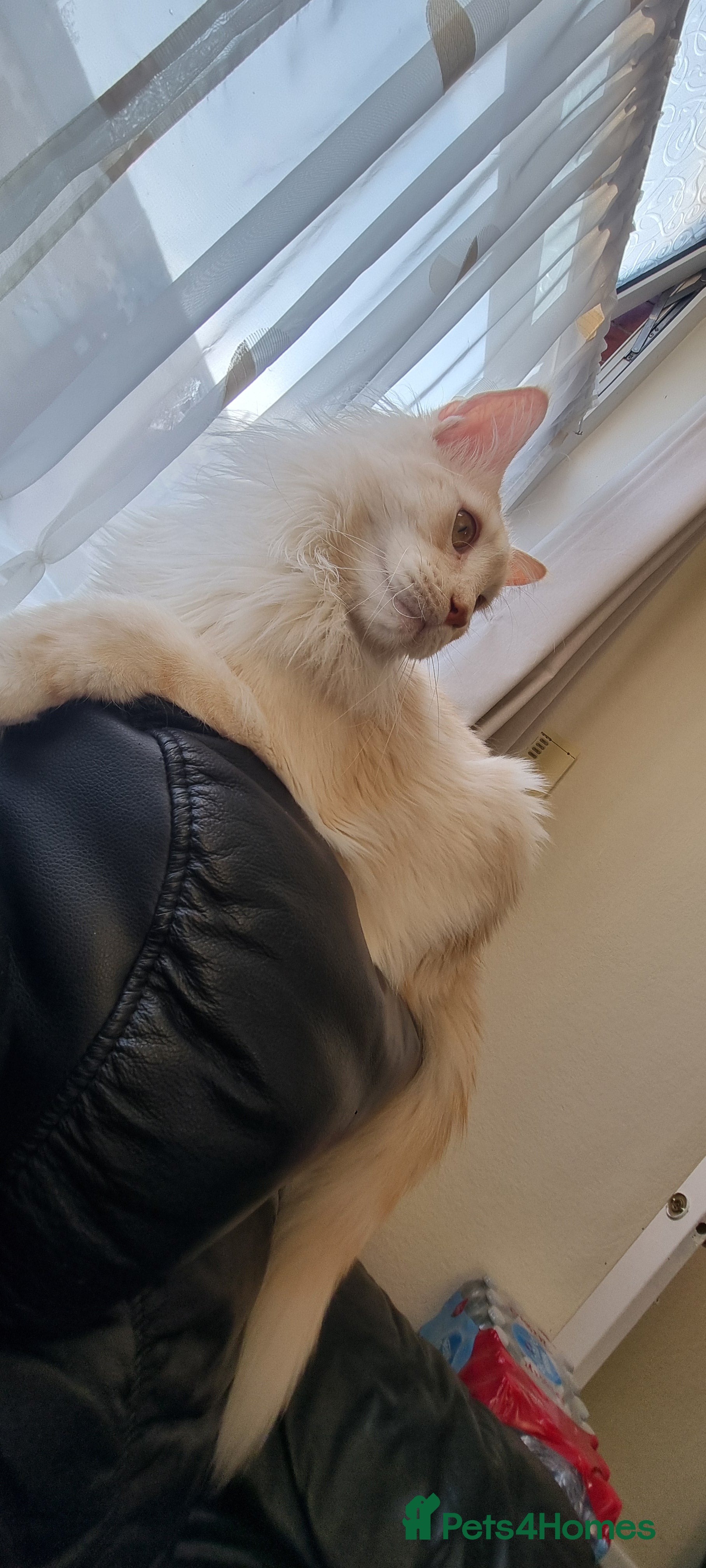 Maine Coon cats Beautiful Maine Coon Male - Advert 1