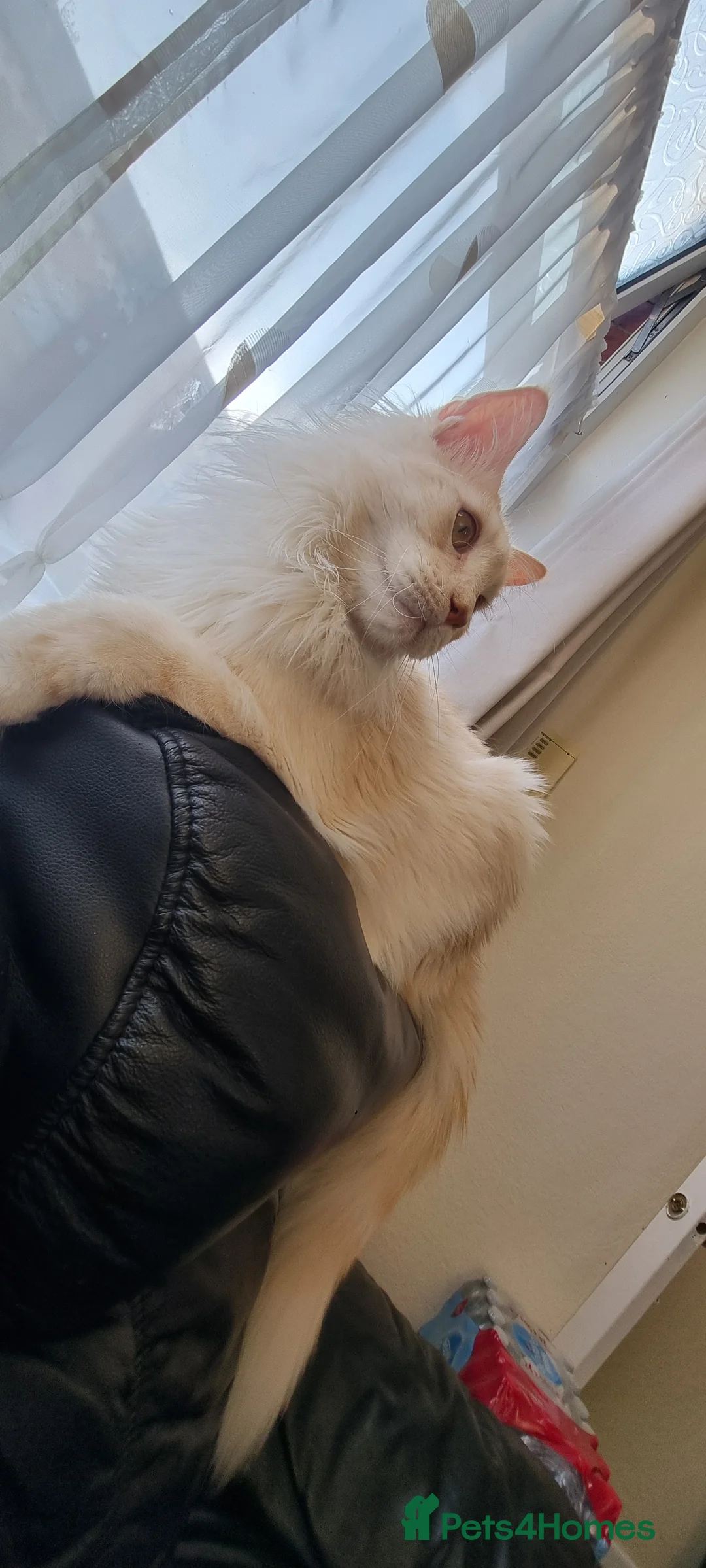 Maine Coon cats for sale: Beautiful Maine Coon Male in Bolton - Advert 1