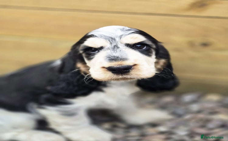 Cocker Spaniel dogs - Advert 8