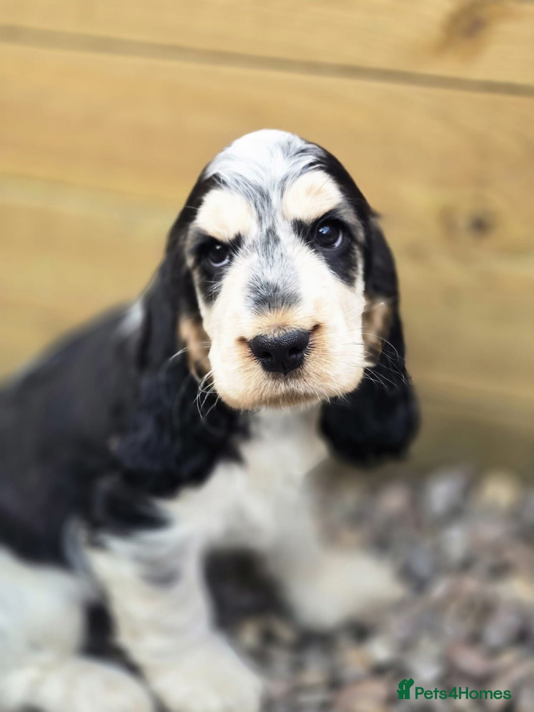 Cocker Spaniel dogs for sale: Last girl Ready fully vaccinated  - Image 1