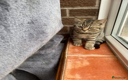 British Shorthair cats for sale: BSH Pedigree Chunky Kittens Chocolate/Gold striped - Image 9