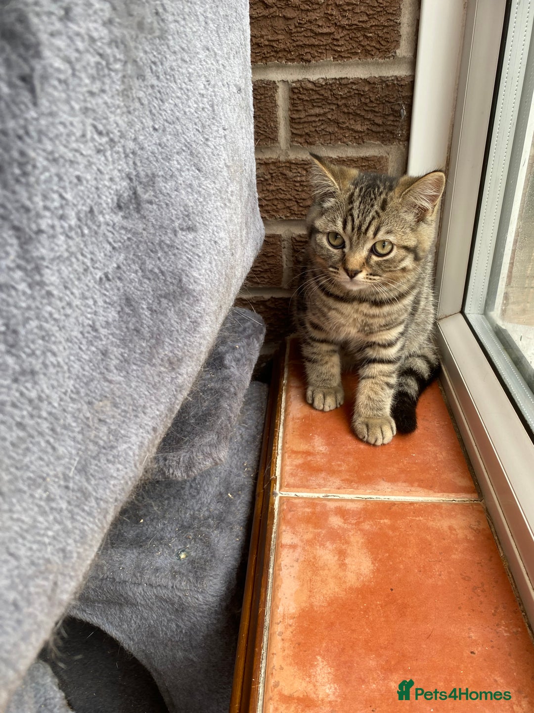 British Shorthair cats for sale: BSH Pedigree Chunky Kittens Chocolate/Gold striped - Image 9