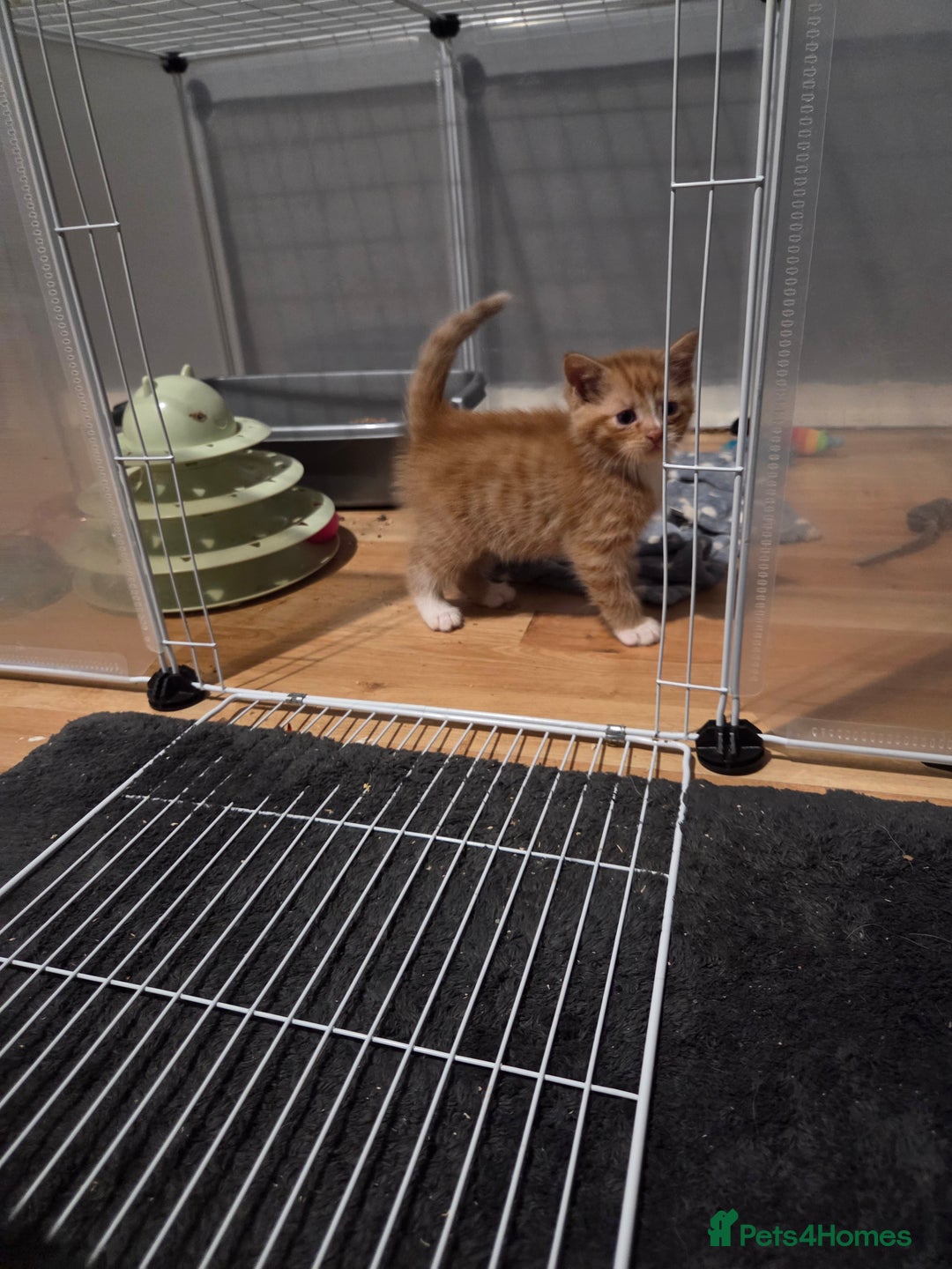 Mixed Breed cats for sale: 3 Gorgeous Male Kittens Looking for Forever Homes - Advert 22