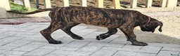 Great Dane dogs for sale: ONLY 1 GIRL LEFT-BRINDLE GREAT DANES-FULLY VAX'D - Advert 10