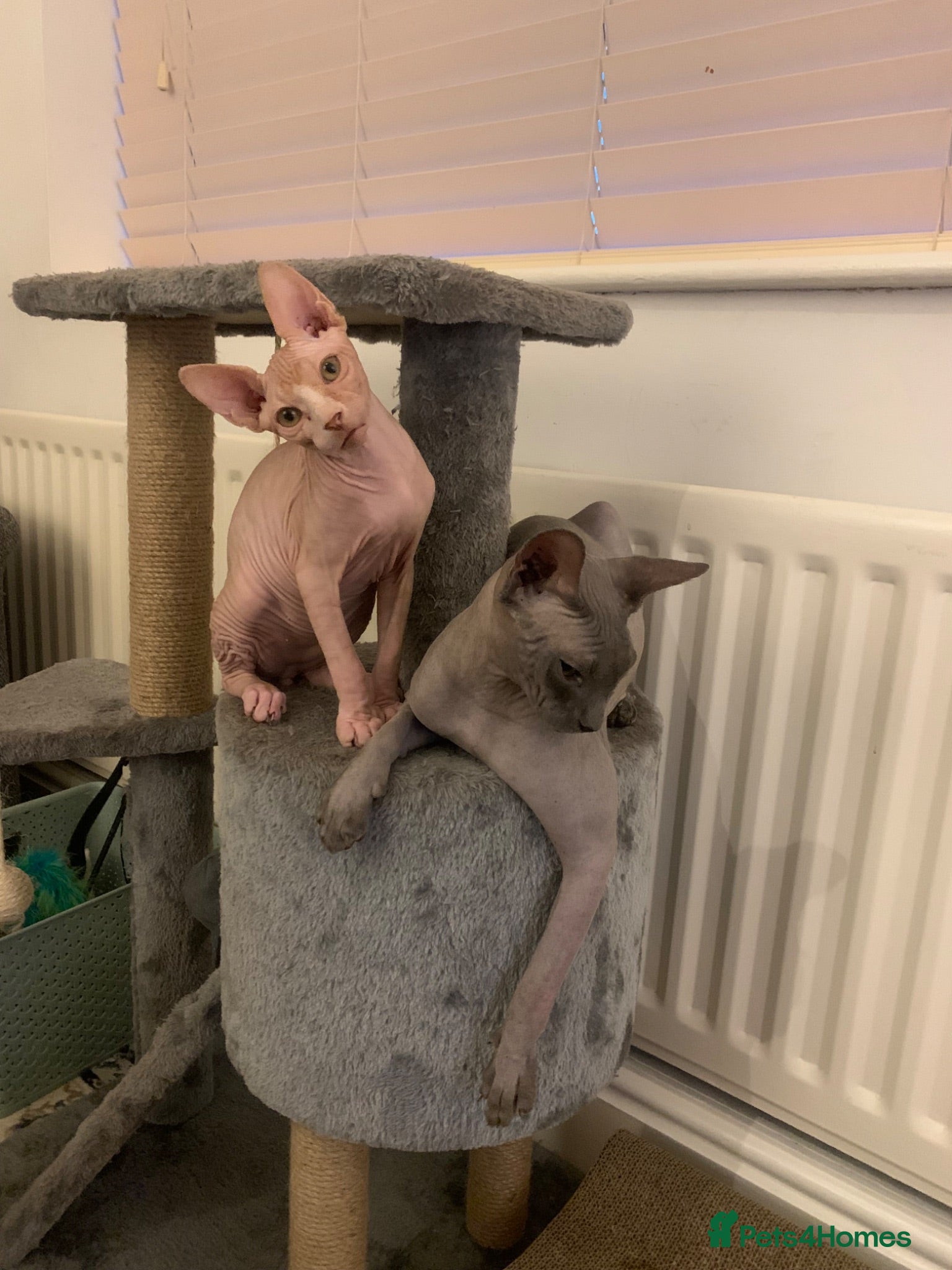 Sphynx cats Sphynx Cats - males - Advert 1