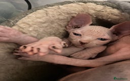 Sphynx cats for sale: Petal ( tortie girl) pinkie ( white boy) Sphynx  - Image 4