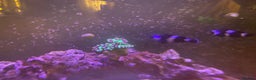 Other/Mixed Breed fish for sale: Marine fish  - Advert 2