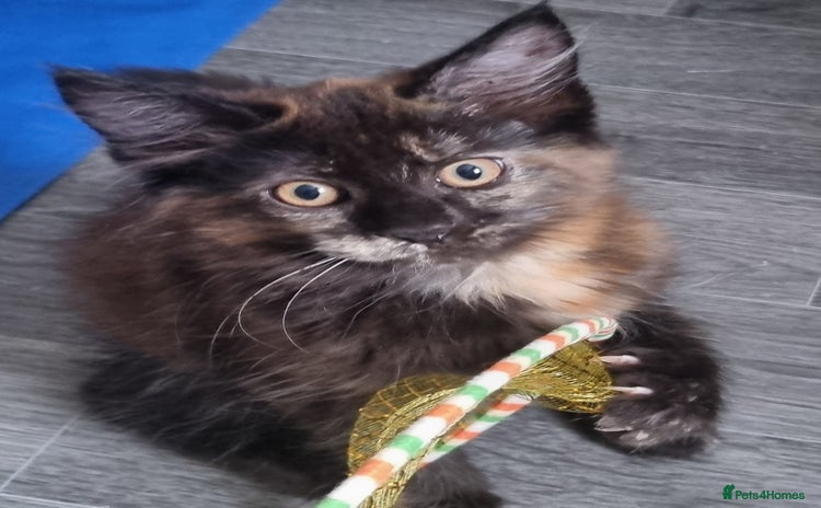 Persian cats - Advert 14