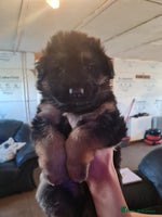 German Shepherd dogs Long haired black & tan kc german shepherd puppies - Advert 2