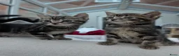 Domestic Shorthair cats for sale: Two beautiful male Tabby's  in Worcester - Advert 4