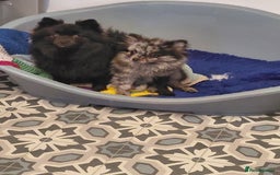 Pomeranian dogs for sale: Female Silver merl Pom  - Advert 1