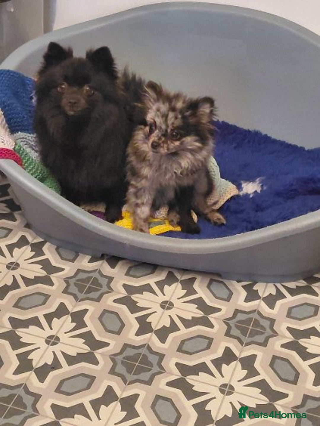 Pomeranian dogs for sale: Female Silver merl Pom  - Advert 1