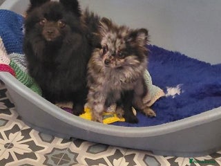 Pomeranian dogs Female Silver merl Pom - Advert 1