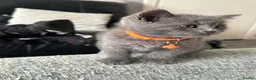 British Shorthair cats for sale: 🐱 Beautiful British Shorthair kittens  in Musselburgh - Advert 13