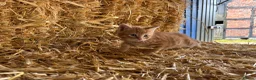 Mixed Breed cats for sale: Gorgeous little litter of friendly kittens - Advert 6