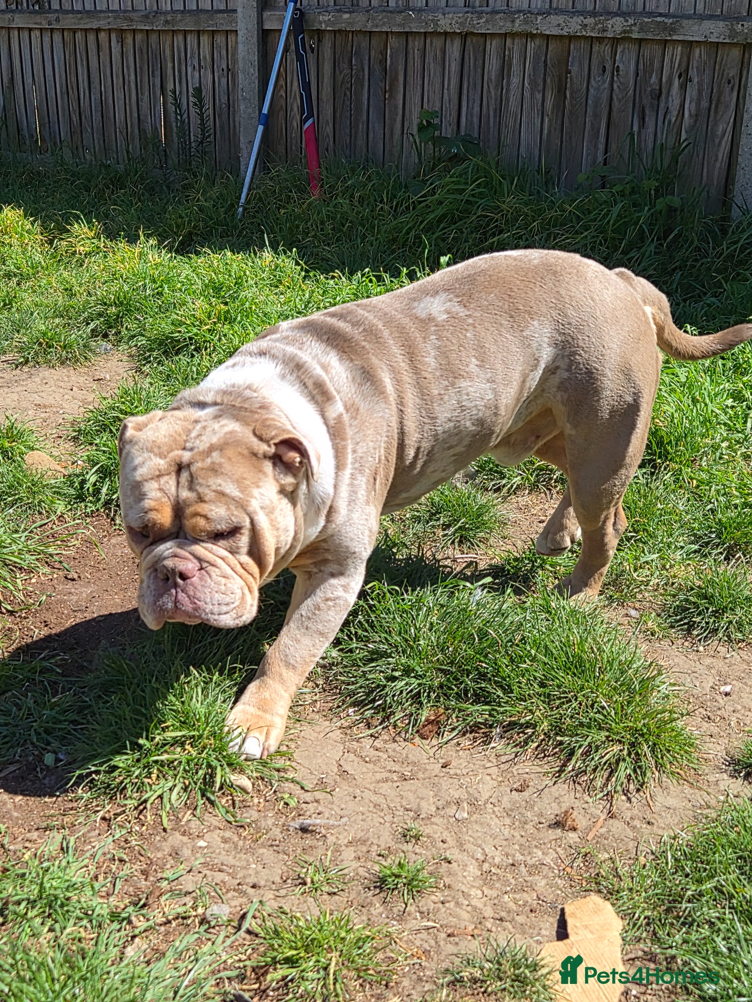 Olde English Bulldogge dogs for stud: Olde English Bulldogge - Advert 3