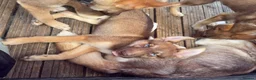 Shepsky dogs for sale: Shepsky stunners  - Advert 8