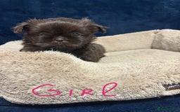 Shih Tzu dogs for sale: Imperial Shih Tzu Ready to leave - Image 1