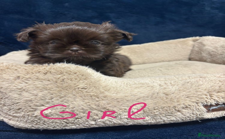 Shih Tzu dogs - Advert 11