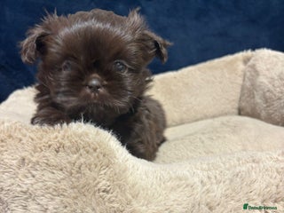 Shih Tzu dogs - Advert 35