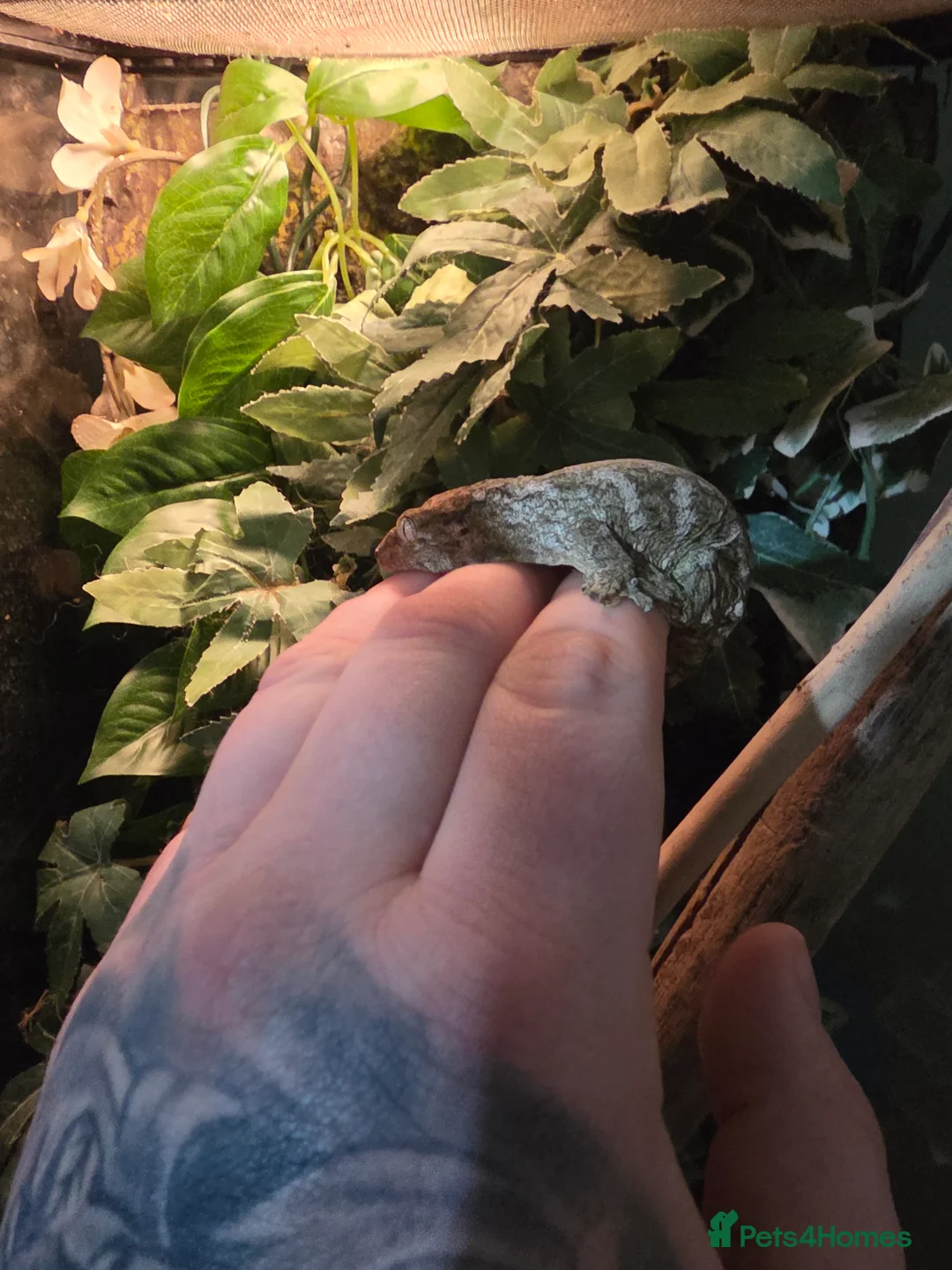 Gecko reptiles for sale: 2 x leachianus (giant) geckos  - Advert 3