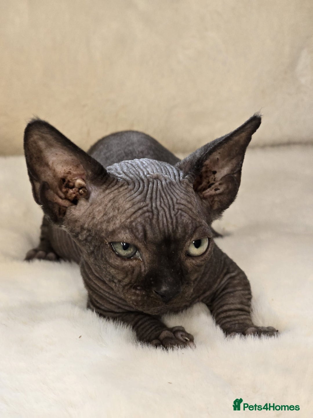 Sphynx cats for sale: Odd eyes bambino ,oddeyes elf shpynx  - Image 2