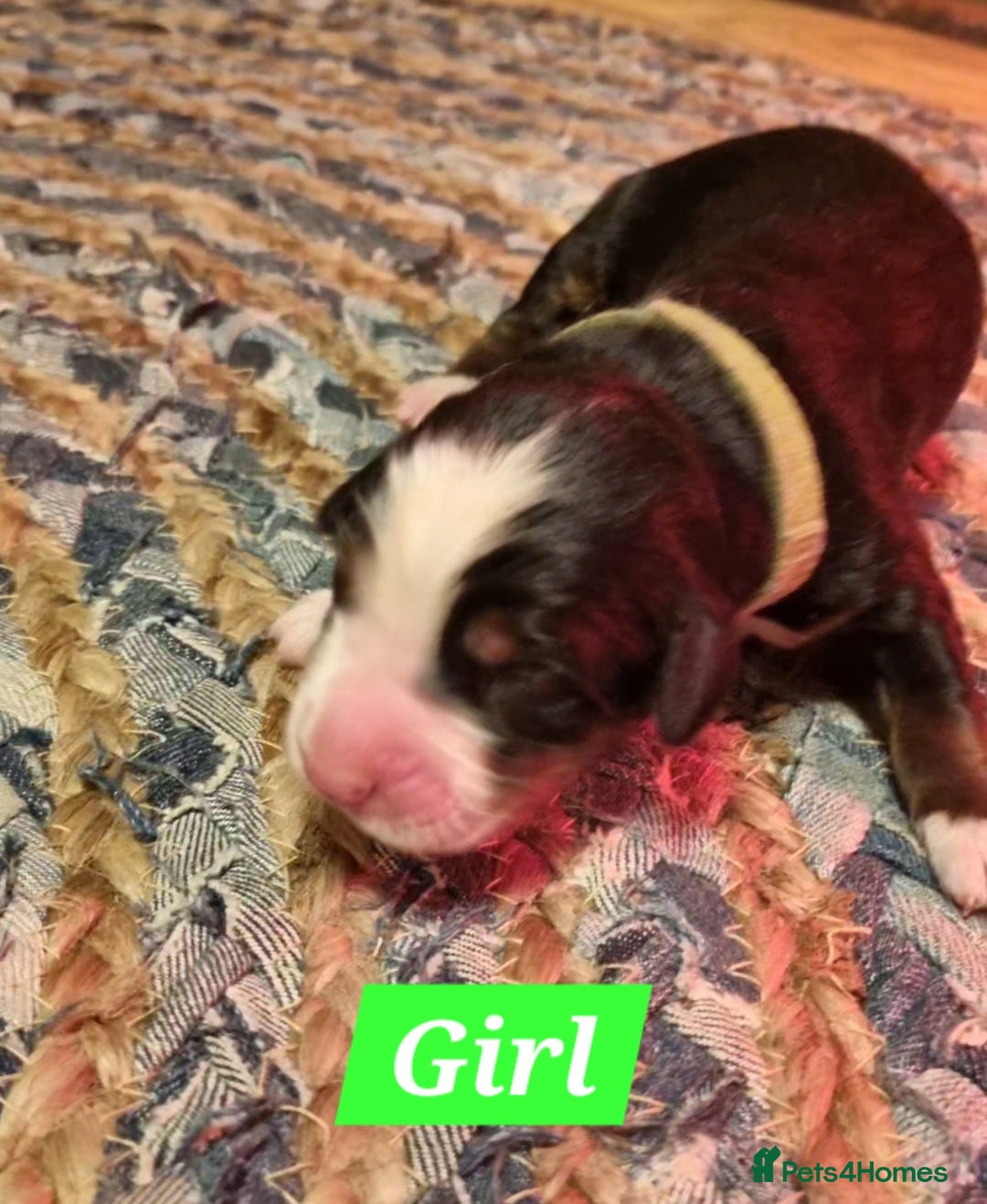 Bernese Mountain Dog dogs Bernese mountain dog for sale - Advert 1