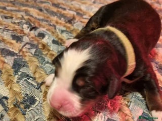 Bernese Mountain Dog dogs Bernese mountain dog for sale - Advert 1