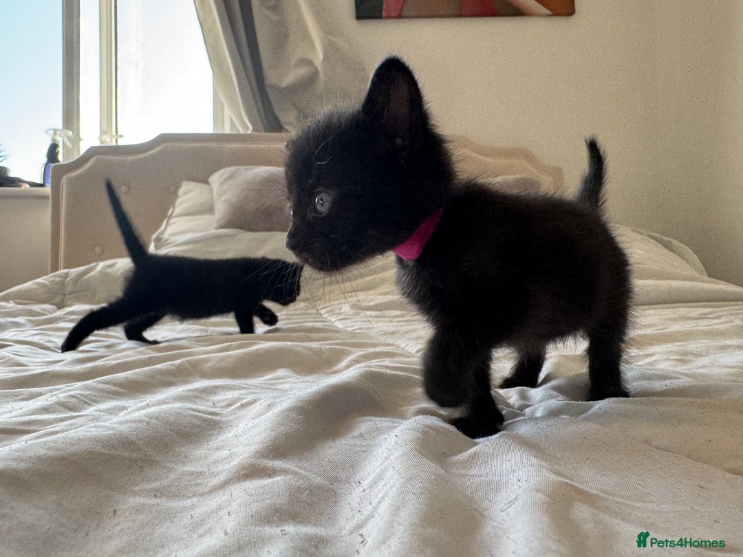 Mixed Breed cats for sale: 3x black kittens for sale  - Image 8