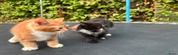 Mixed Breed cats for sale: Adorable Kittens for Sale 🐱❤️ - Advert 2