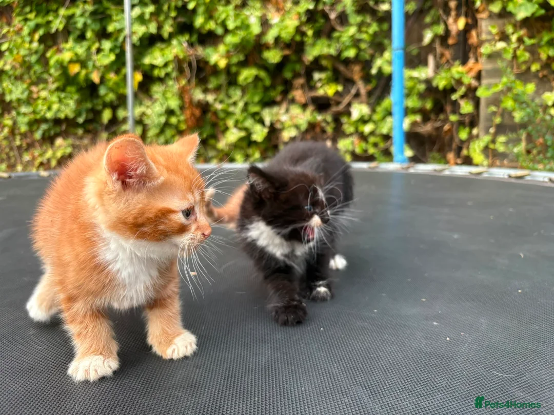 Mixed Breed cats for sale: Adorable Kittens for Sale 🐱❤️ - Advert 2