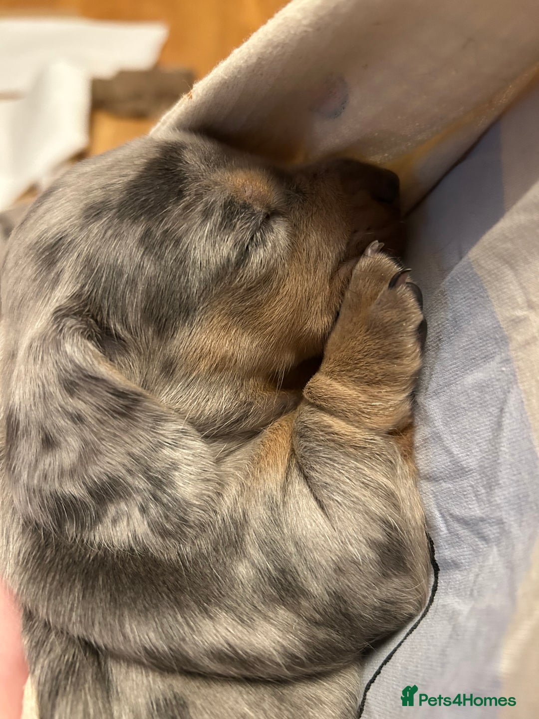 Miniature Dachshund dogs for sale: Mini dachshund puppies 6 weeks - Advert 18