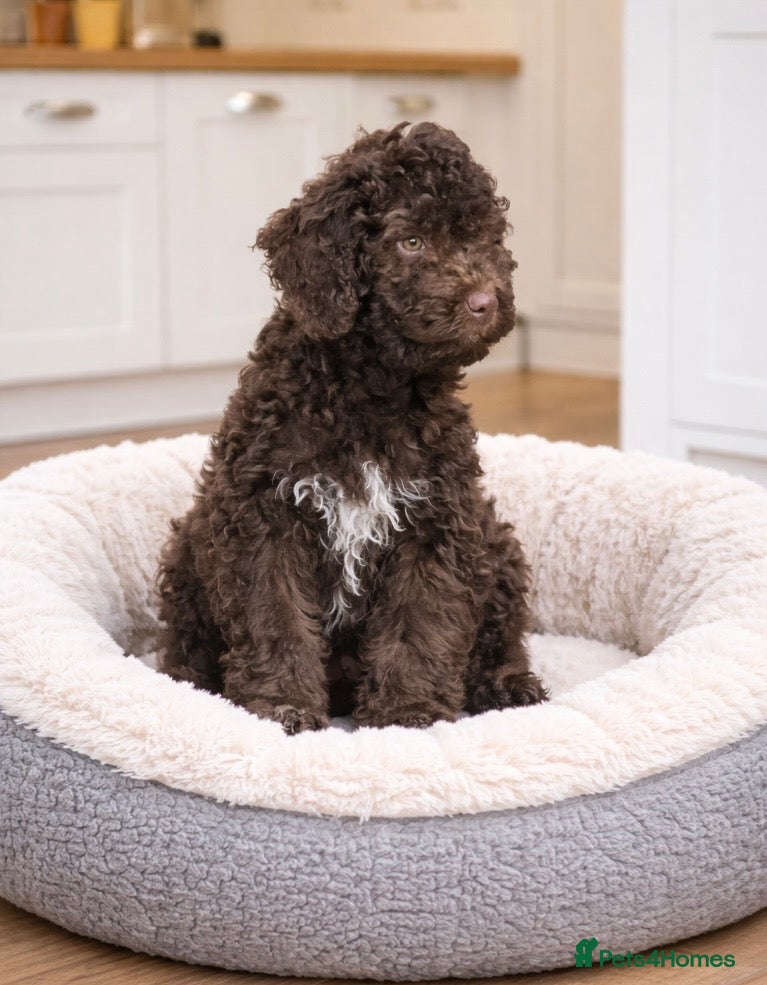 Lagotto Romagnolo dogs KC Fully Vacc Lagotto Puppies - Advert 2