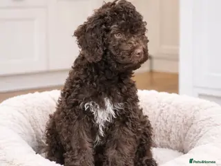 Lagotto Romagnolo dogs KC Fully Vacc Lagotto Puppies - Advert 2