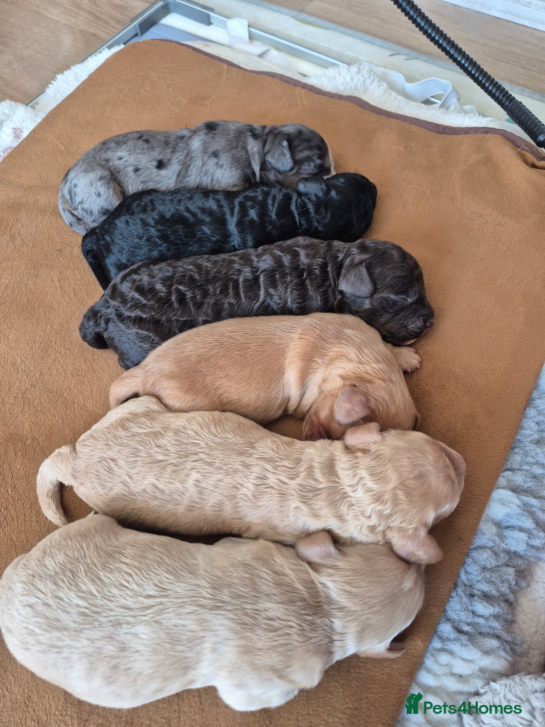 Cockapoo dogs for sale: Loving forever homes wanted. Perfect Cockapoo's.   - Image 9