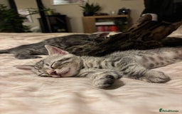 Bengal cats for sale: Half breed Bengal kittens for sale🐆 - Image 1
