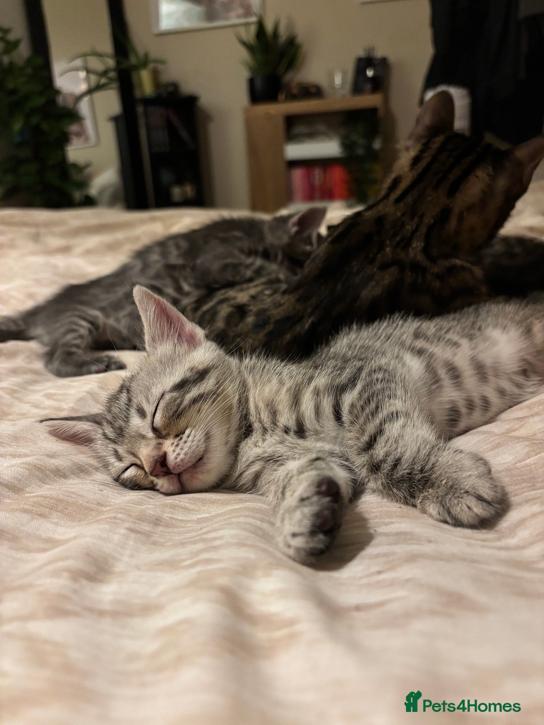 Bengal cats for sale: Half breed Bengal kittens for sale🐆 - Image 1