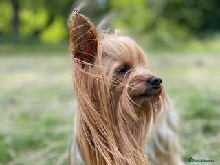 Mixed Breed dogs KC REG STUD,100% mini Yorkie,small to med breeds in Caterham - Advert 6