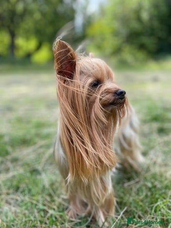 Mixed Breed dogs KC REG STUD,100% mini Yorkie,small to med breeds in Caterham - Advert 5