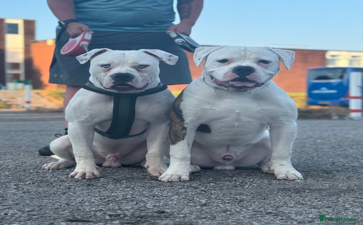American Bull Staffy dogs - Advert 1