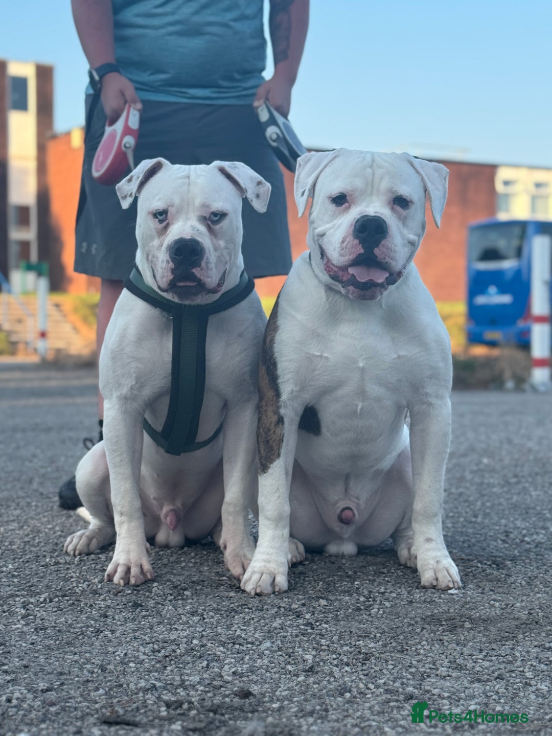 American Bull Staffy dogs for sale: Male bulldog - Image 3