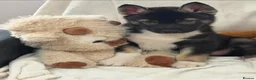 Siberian Husky dogs for sale: Siberian husky puppies  - Advert 15