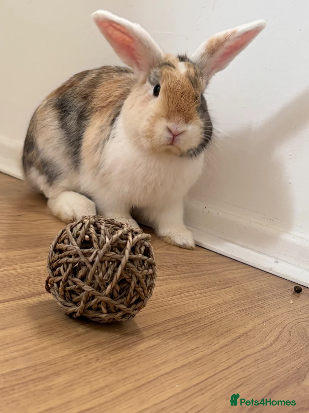 Mini Lop rabbits for sale: Mini lop mix in Runcorn - Advert 4