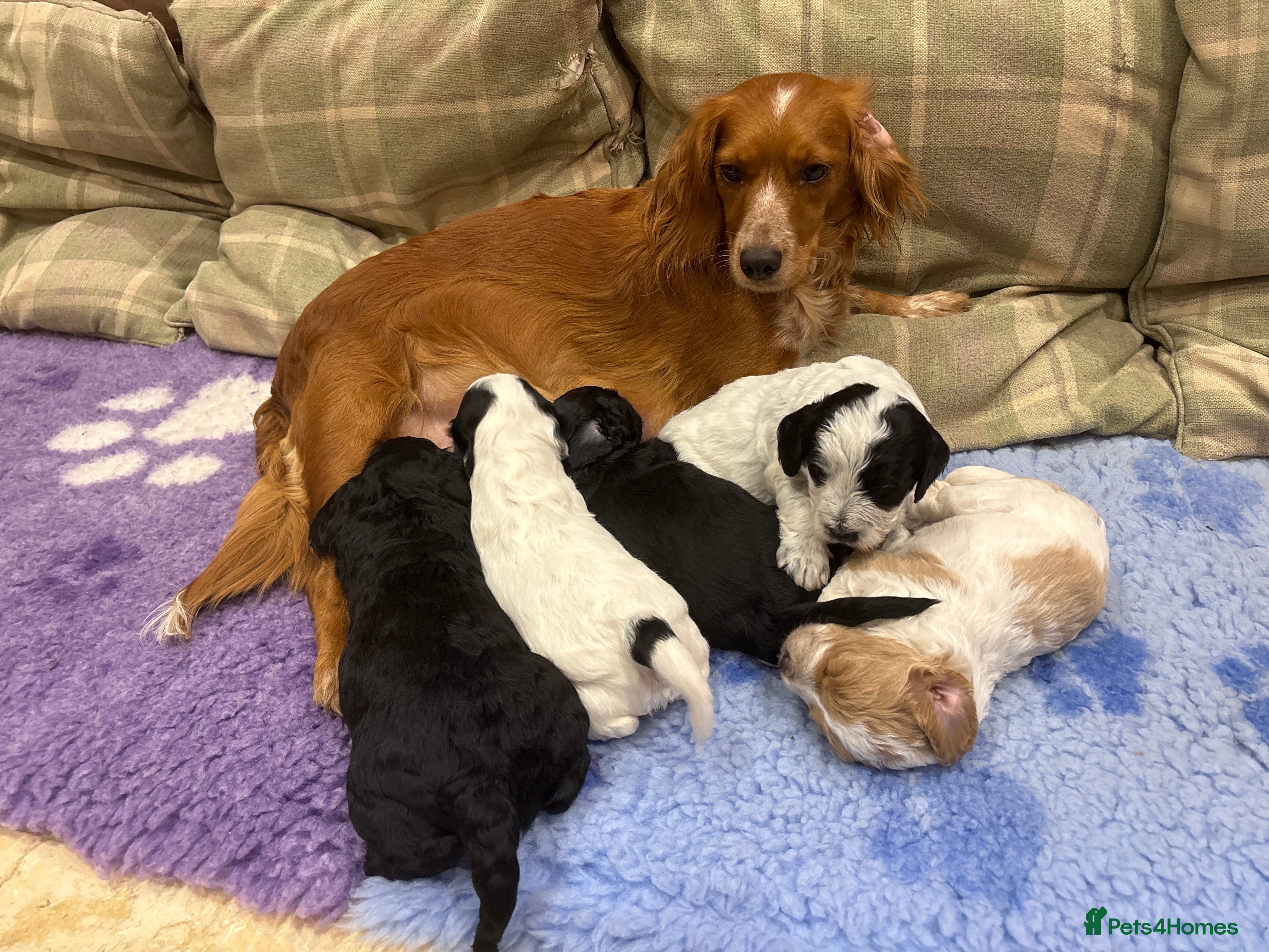 Cockapoo dogs 🐣Toy Cockapoo Puppies 🌸 - Advert 12